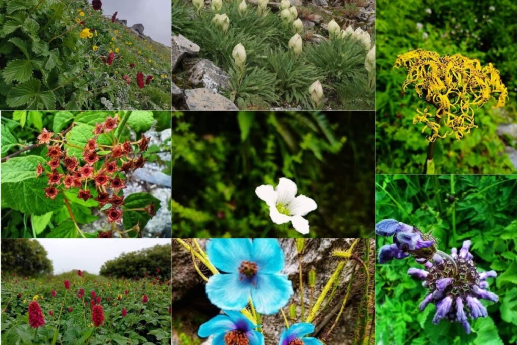 Himalayan flowers in Chenap Valley including Brahma Kamal and rhododendron Uttarakhand